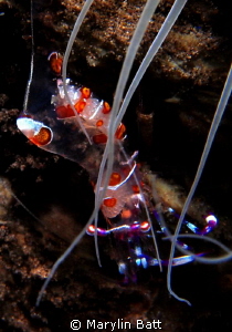 Commensal amemone shrimp by Marylin Batt 